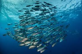 Image result for tbn:TG6q2zp6I3_-sM::balta.ikk.sztaki.hu/webshots/Oceans/12369.jpg