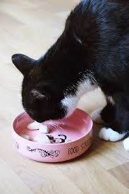 Eis Fur Katzen Selber Machen Erfrischung Fur Heisse Tage Calistas Traum Katzen Katzen Milch Katzen Korpersprache