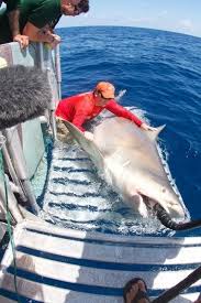 You can also order the testosterone using the vip/ceo menu. Photo Giant Bull Shark Surprises Researchers Live Science