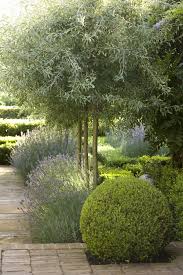 Garden Designer Visit Lavender Fields In Australia Gardenista Drought Tolerant Garden Beautiful Gardens Outdoor Gardens