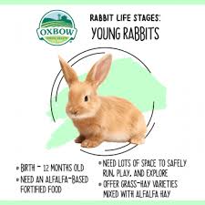 Is timothy hay ok for baby rabbits? Oxbow Animal Health Rabbit Life Stages