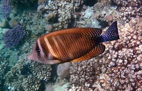 The desjardini sailfin tang is dark to very light gray in color with light freckles on the nose and yellow freckles on the abdomen. Red Sea Sailfin Tang 3 Photograph By Johanna Hurmerinta