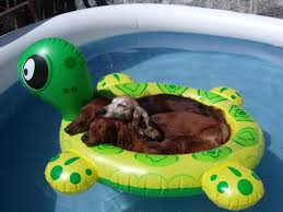 Just Three Weiners In A Floaty On A Hot Summer Day Weenie Dogs Cute Animals Dachshund Love