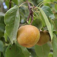 Image result for Pyrus pyrifolia