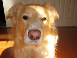Check spelling or type a new query. Dog Vet Care In Agoura Hills Cat Vet Care In Agoura Hills