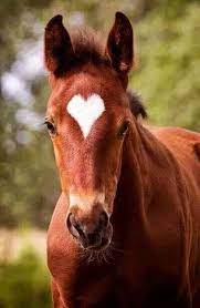 the interpretation of dreams in hinduism lifeinvedas cute horses horses baby horses