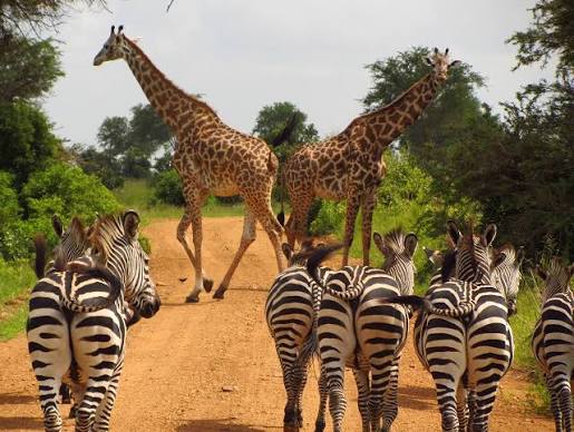 7-Day Wildlife Safari
