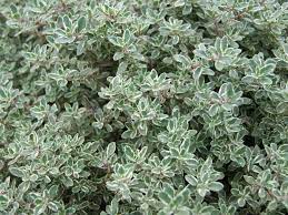We did not find results for: Thyme Planting Growing And Harvesting Thyme The Old Farmer S Almanac