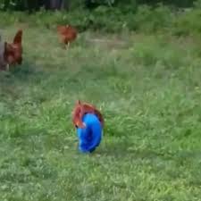 A Small Step For A Chicken A Big One For The Pants Industry Animal Humour Funny Birds Funny Animal Memes