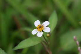 Image result for Bidens biternata