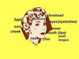 Check spelling or type a new query. Parts Of The Body The Human Body The Human Face Hair Ear Earlobe Chin Cheek Eye Forehead Mouth Nose Ppt Download