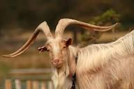 Golden Guernsey Goats | Rare Breed Goats
