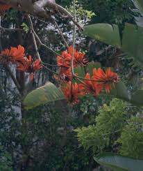 Image result for Erythrina livingstoniana