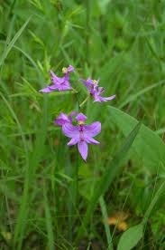 Image result for Craterostigma purpureum