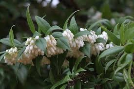 Image result for Agarista