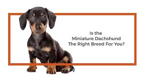 Maybe you would like to learn more about one of these? Dachshund Puppies Petland San Antonio