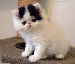 Pin By Xtoxic Kittenx On Animals Grumpy Cat Breed Cats Kittens