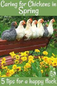 How long a bag lasts depends on the number of chickens that you have. Caring For Chickens In The Spring