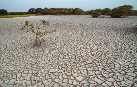 The Sixth Mass Extinction | WWF