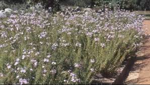 Image result for Jamesbrittenia albobadia