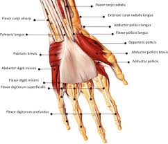 Image result for Normal Anatomic Position of the Hand and Wrist