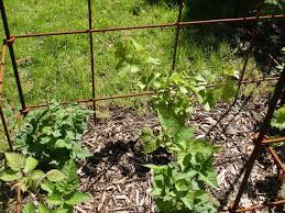 Ein Brombeer Spalier Aus Geschweisstem Stahl Zum Anbinden Ihrer Stauden Dieses Rankgitter Ist Fur Kletterpflanzen Frucht Rankgitter Pflanzen Kletterpflanzen