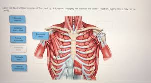 Intrinsic, extrinsic, and stabilising and rotating muscles. Label The Deep Ante Rior Muscles Of The Chest By Chegg Com