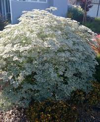 Il viburnum thinus, una pianta sempreverde che resiste e resta sempre bellissima anche nei mesi invernali. Pin Su Giardino