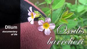 Image result for Oxalis barrelieri