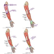 Learn vocabulary, terms and more with flashcards, games and other study tools. Muscles Of The Arm