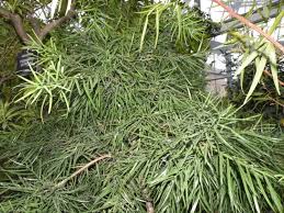Image result for Afrocarpus falcatus