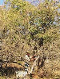 Image result for Berchemia zeyheri