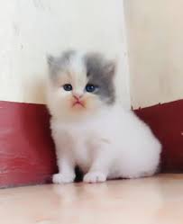 Kucing anggora merupakan kucing yang berasal dari daerah anggora/ ankara di turki. 100 Gambar Kucing Lucu Imut Keren Cantik Galau