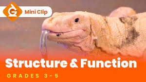 Maybe you would like to learn more about one of these? Structure Function Of Plants Animals Science Lesson For Kids
