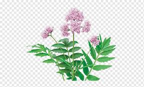 We did not find results for: Herbal Tea Dietary Supplement Valerian Herb Herbaceous Plant Tea Flower Png Pngwing