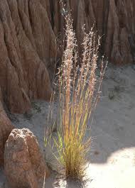 Image result for Cymbopogon pospischilii