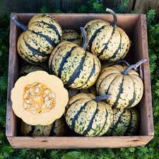Like all delicata squash, it can be prepared straight from harvest without curing. Honey Boat Delicata Squash