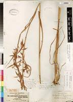 Image result for Hyparrhenia tamba