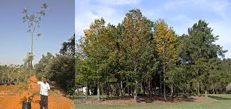 Maybe you would like to learn more about one of these? Silver Oak Plant Nursery Wholesale Plant Nursery In Maharashtra Karnataka Goa India