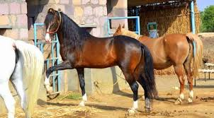 Wholesaler Of Marwari Horse Arabian Horse By Halar Stud Farm Rajkot