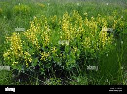 Image result for Crotalaria damarensis