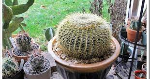 This cactus can tolerate less sun than most desert plants so make sure to train by slowly acclimating it to the amount of sun in your interior plantscape. Paranoid About Golden Barrel Cactus