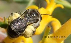 How do bees help plants pollinate. Pollination Of Flowers