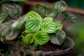 Maybe you would like to learn more about one of these? Watermelon Peperomia Care Propagation Tips Better Homes And Gardens