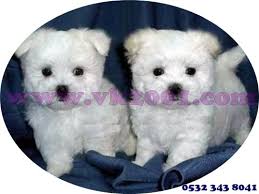 Maltese Teacup Terrier Kopek Dunyasi Kopek