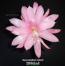 Aporophyllum Hybrids Orchid Cactus Christmas Cactus Easter Cactus