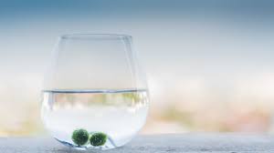 Just follow a few simple rules and you can keep them together for years. Can You Put Betta Fish With Moss Balls Betta Source