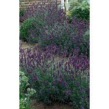 Hidcote Lavender Footprint Garden Planting Flowers Perennial Shrubs English Lavender