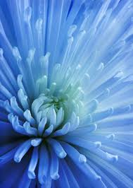 Pin On Flowers Blue