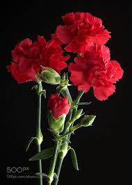 Nature Family Portrait By Mauropastore Beautiful Rose Flowers Beautiful Flowers Carnation Flower